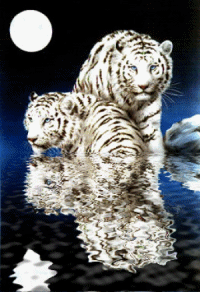 Tigres